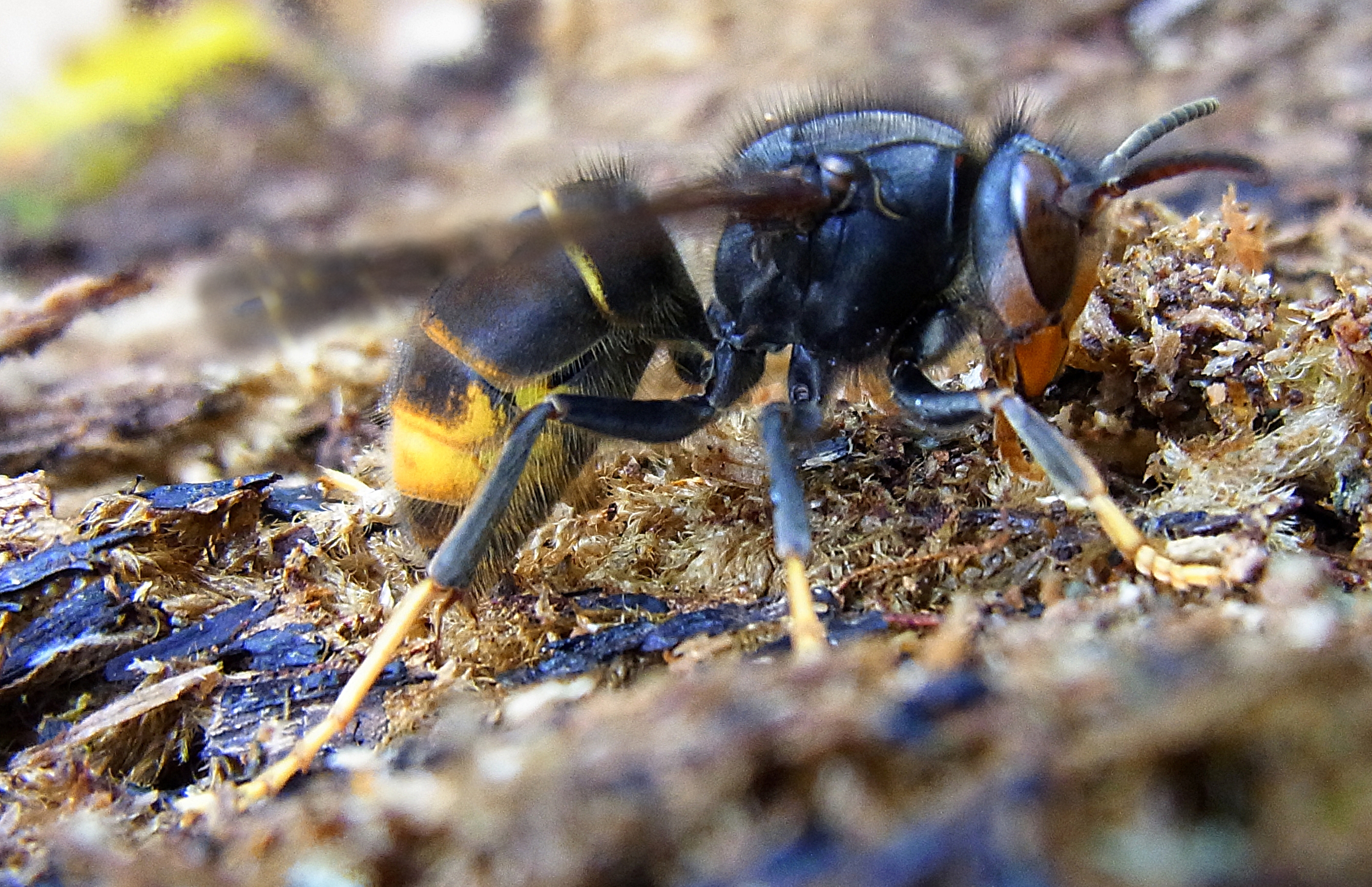 Geelpoothoornaar (Vespa velutina) — foto: Siga, CC BY-SA 3.0